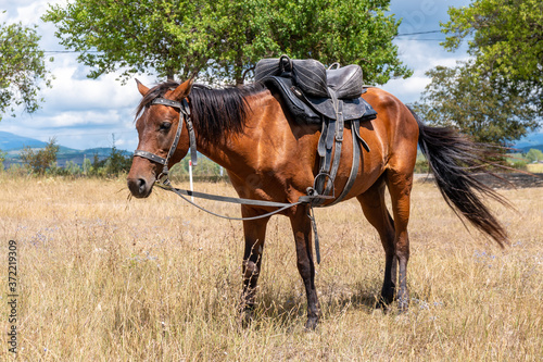 Horse for walking tourists on the dried grass, Bazaleti