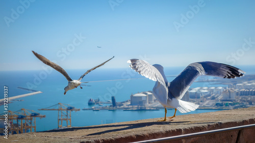 Beatiful couple of gulls taking their flight from castle Montjuic wall situated in Barcelona, mountain Monjuic, one of the beautifull places in Spain photo