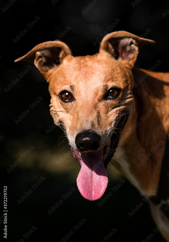 portrait of a dog breed English greyhound on a black background
