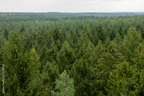 Landschaft in Norddeutschland, Wald soweit das Auge reicht © Aron