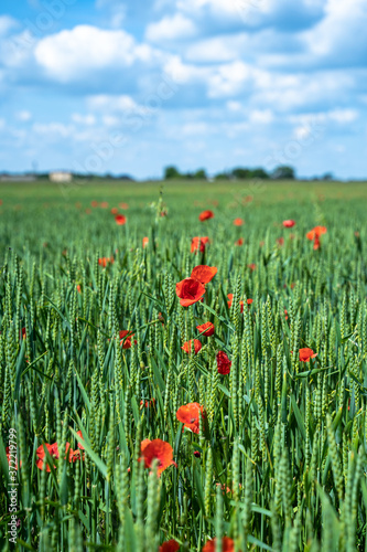 Red, common, field poppy (Papaver rhoeas) flowers on spring meadow. Poppies are herbaceous plants, notable as an agricultural weed. After World War I as a symbol of dead soldiers. Also call corn poppy