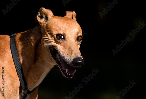 sly dog smiling looking greyhound breed