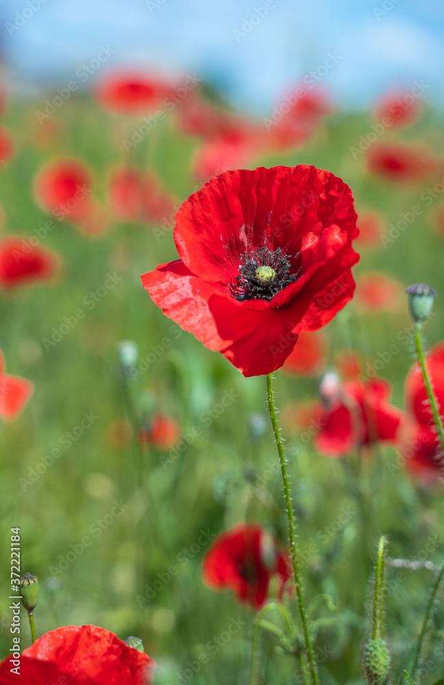 Obraz premium Red, common, field poppy (Papaver rhoeas) flowers on spring meadow. Poppies are herbaceous plants, notable as an agricultural weed. After World War I as a symbol of dead soldiers. Also call corn poppy