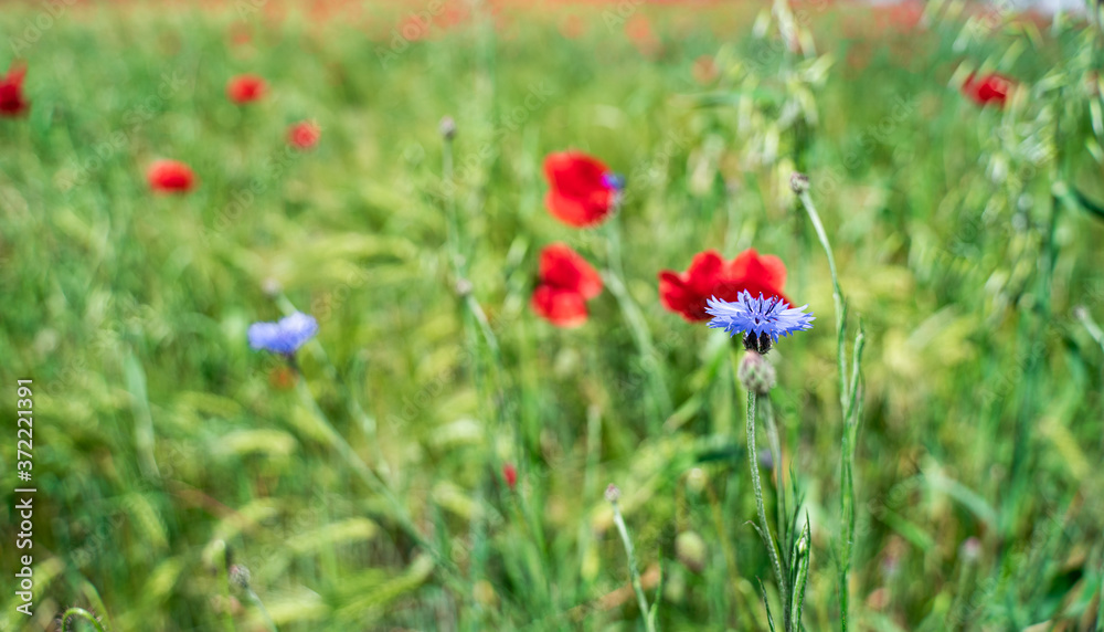 Field of red poppy flower and cornflowers on spring meadow. Poppies are herbaceous plants, notable as an agricultural weed. Also call corn poppy Field of red poppy flower and cornflowers on spring meadow. Poppies are herbaceous plants, notable as an agricultural weed. Also call corn poppy