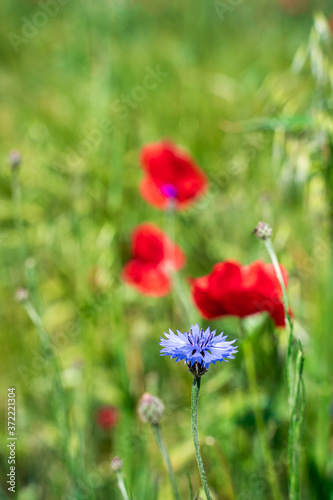 Field of red poppy flower and cornflowers on spring meadow. Poppies are herbaceous plants, notable as an agricultural weed. Also call corn poppy