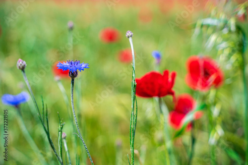 Field of red poppy flower and cornflowers on spring meadow. Poppies are herbaceous plants, notable as an agricultural weed. Also call corn poppy