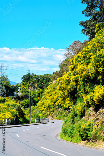 S-turn of a mountain road amongst shrubbery in full bloom on a bright sunny day. Wellington, New Zealand.