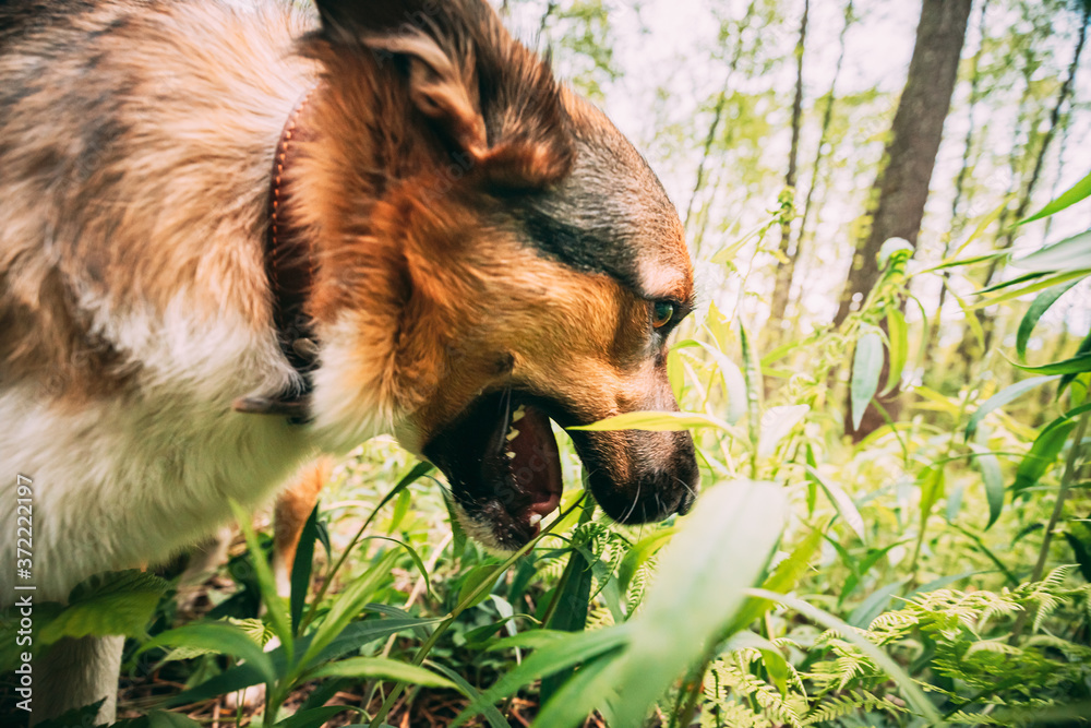 Dog Is Eating Grass. The Reasons For Eating Grass Can Be: Replenishment ... - Grass Digestibility For Domestic Dogs
