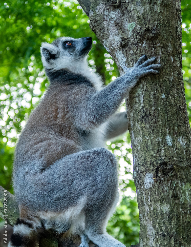 Furry white and grey lemur (latin: lemur catta) climbing the tree in vivid green leaves background. Cheetah's Rock, animal conservation centre on Zanzibar. Furry white and grey lemur (latin: lemur catta) climbing the tree in vivid green leaves background. Cheetah's Rock, animal conservation centre on Zanzibar.