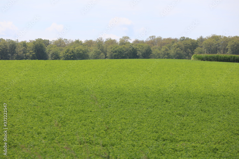 Fototapeta premium カナダのオンタリオ州、セント・ジェイコブス近辺の農村