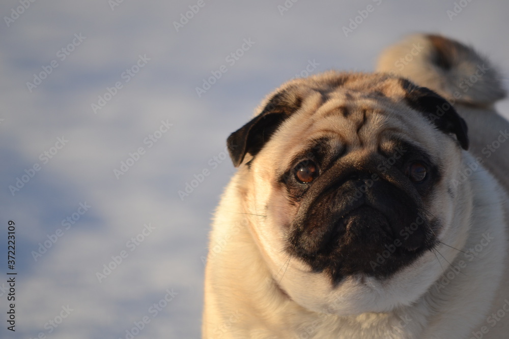 Pug in snow