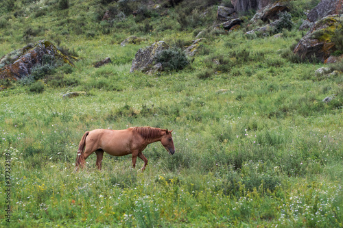 A ginger horse is walking up the hill. Wildlife photo in the highlands in summer.
