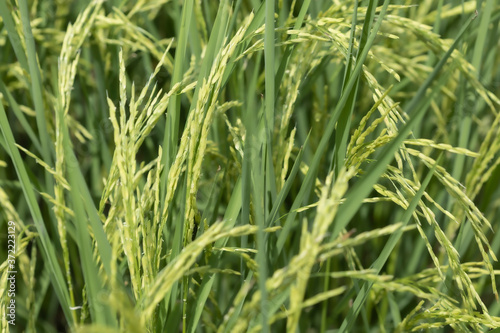 A green young seedling of rice in the field Waiting for the harvest, Nature background