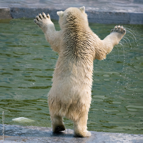 Cute polar white bear cub stands on its hind legs