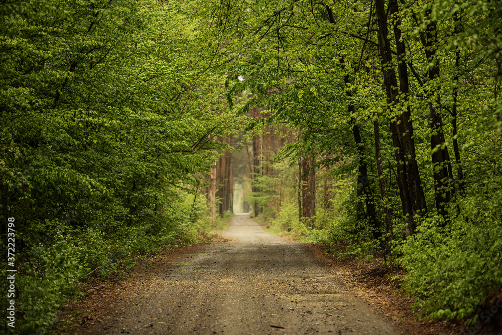 Naklejka premium Dark moody forest