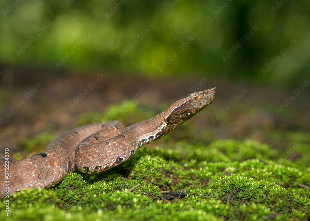 Hump-nosed pit viper or Hump-nosed viper, Hypnale hypnale a venomous pit viper species endemic to India and Sri Lanka. Goa, India Hump-nosed pit viper or Hump-nosed viper, Hypnale hypnale a venomous pit viper species endemic to India and Sri Lanka. Goa, India