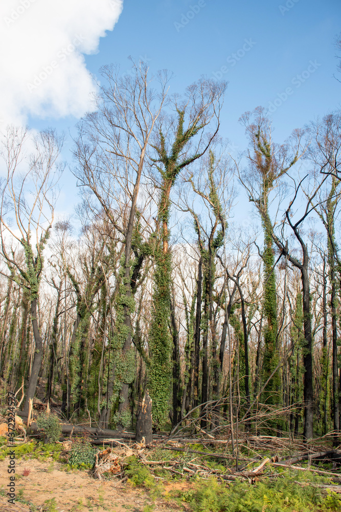 Australian bushfires aftermath: eucalyptus trees damaged by the fire recovering six months after severe bushfires . Imlay Road, NSW. Australian bushfires aftermath: eucalyptus trees damaged by the fire recovering six months after severe bushfires . Imlay Road, NSW.