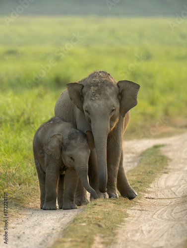 Elephant Siblings, Dhikala, Jim Corbett National Park, Uttrakhand, India