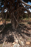 Juniper tree trunk and branches