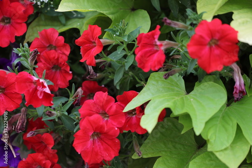 町の彩、カナダのトロント郊外の花