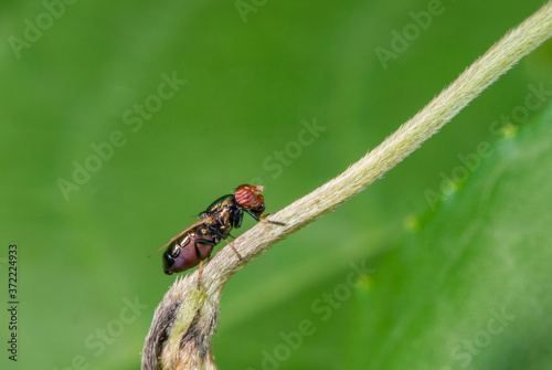 Physiphora Sp fly on branch of tree  flower, Mumbai, Maharashtra, India photo