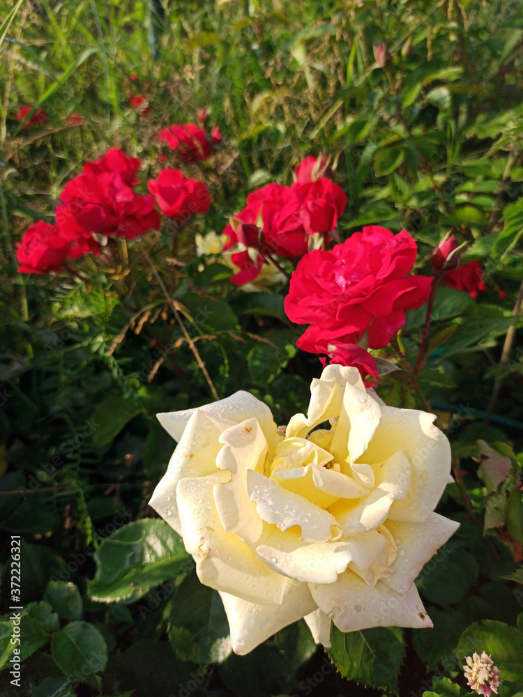 red big rose flower blooms in summer on a sunny day. Photo