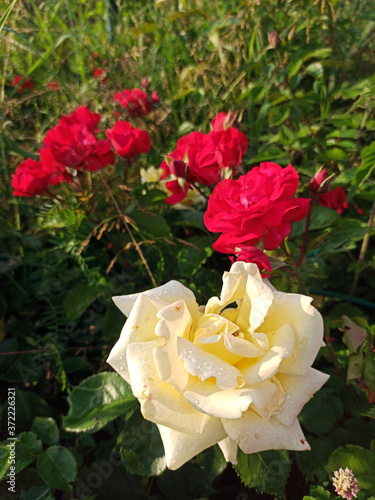 Obraz na płótnie red big rose flower blooms in summer on a sunny day. Photo w salonie
