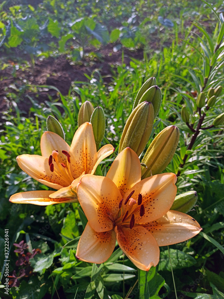 photography of blooming lilies in summer. beautiful orange lilies