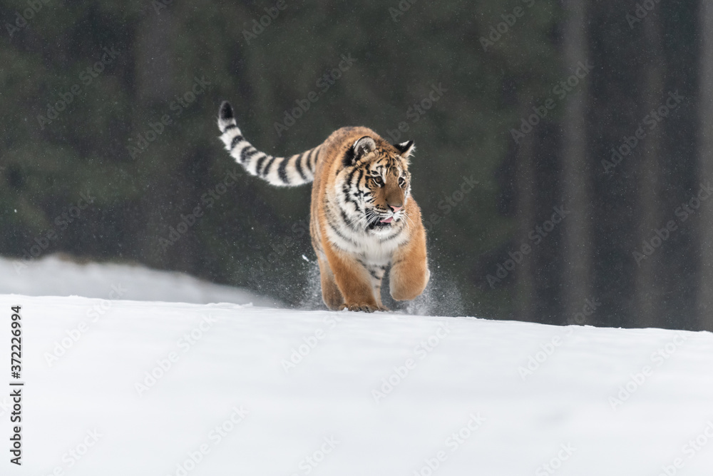 Obraz premium Siberian Tiger running in snow. Beautiful, dynamic and powerful photo of this majestic animal. Set in environment typical for this amazing animal. Birches and meadows