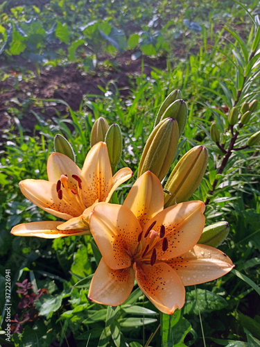 Obraz na płótnie photography of blooming lilies in summer. beautiful orange lilies w salonie