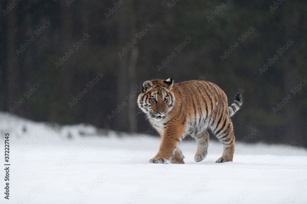 Obraz premium Siberian Tiger running in snow. Beautiful, dynamic and powerful photo of this majestic animal. Set in environment typical for this amazing animal. Birches and meadows