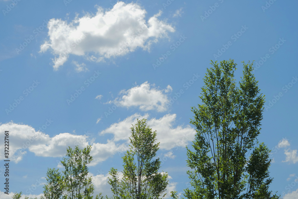 landscape of sky ,clouds, and tree