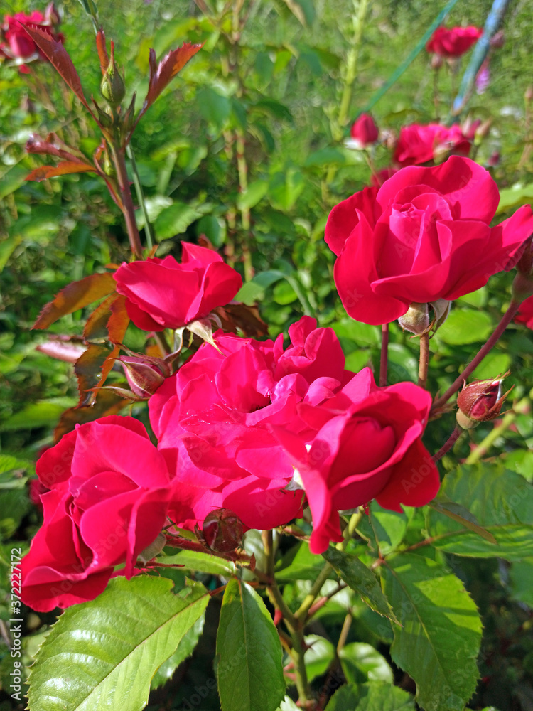 red big rose flower blooms in summer on a sunny day. Photo