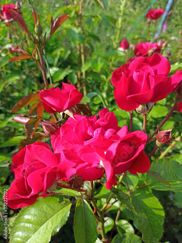 Obraz na płótnie red big rose flower blooms in summer on a sunny day. Photo w salonie