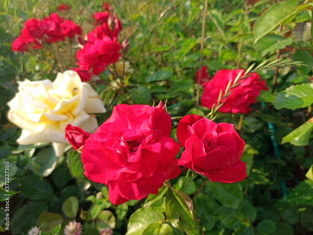 red big rose flower blooms in summer on a sunny day. Photo