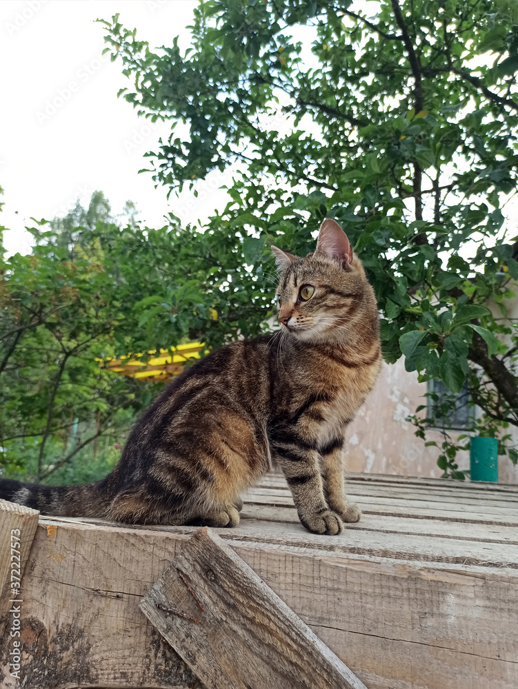 Photo of a striped cat sitting high. Summer cat outdoors.