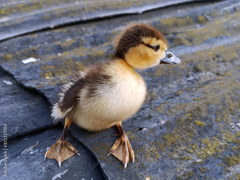 photo of a little duckling. cute fluffy duck
