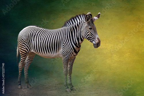 portrait of a standing zebra
