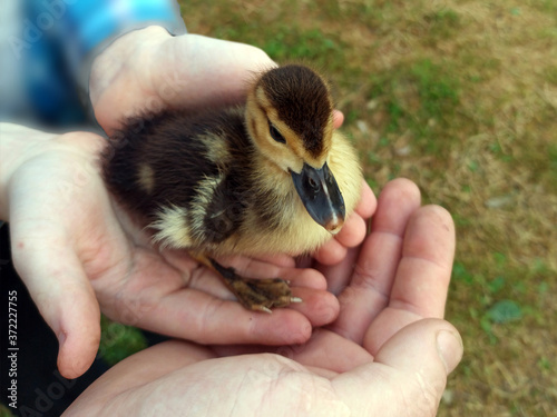 photo of a little duckling. cute fluffy duck stands in human palms