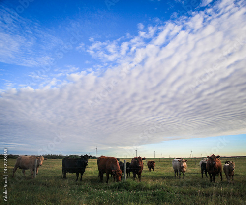 Wind farm  sky and cows