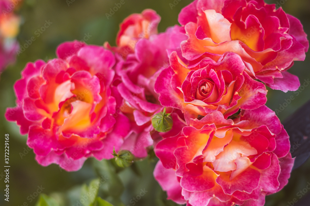 Beautiful magenta roses flower bouquet 