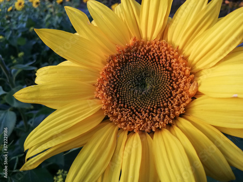 Sunflower in close-up