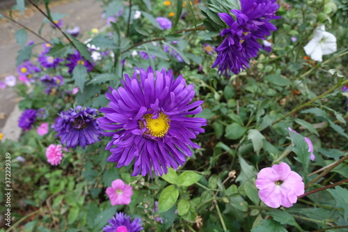 Dark purple flowers of China asters in September