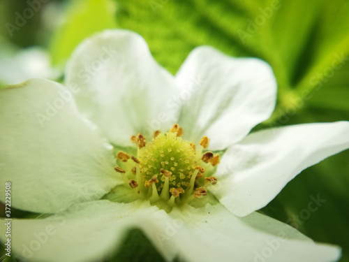 Strawberry flower in close-up