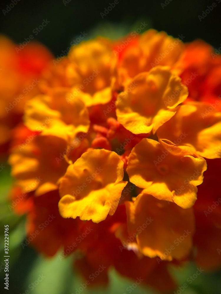 yellow and red
