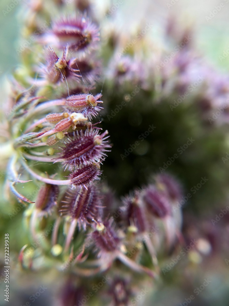 bee on thistle