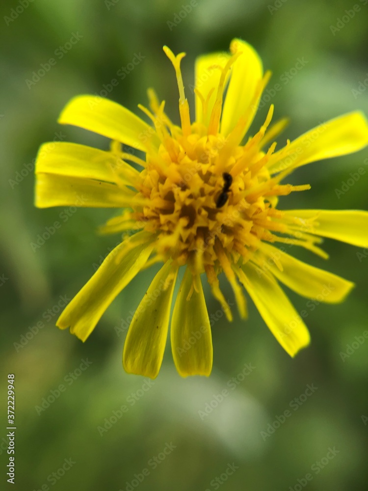 yellow flower macro