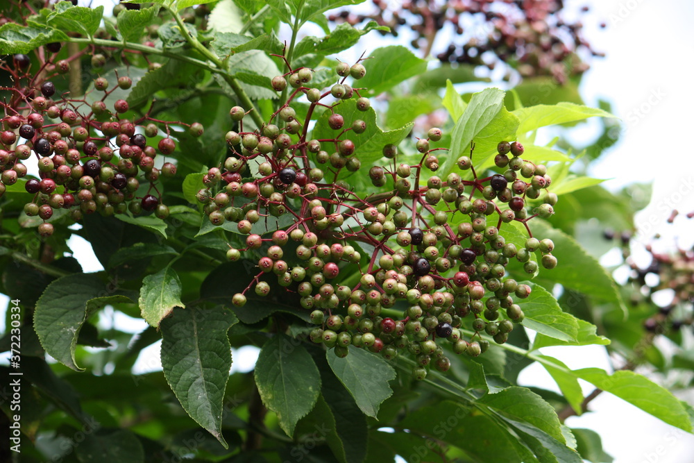 Reife und unreife Wacholderbeeren am Strauch bei Sonne und blauen Himmel
