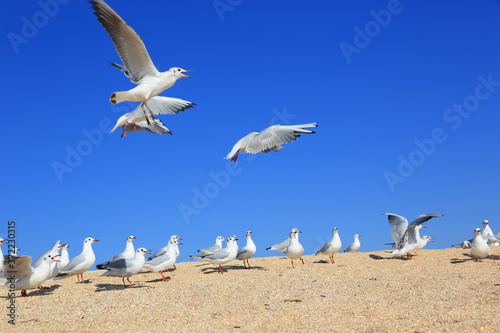 flock of seagulls on the sea sandy coast