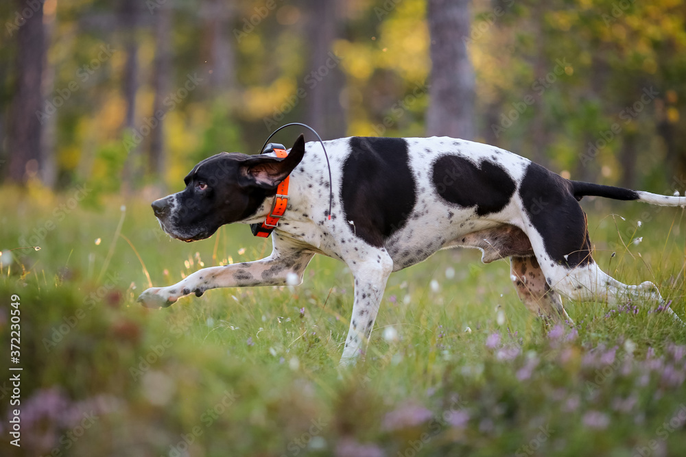 Dog english pointer